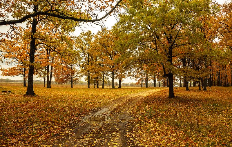 Дорога в Осеньphoto preview