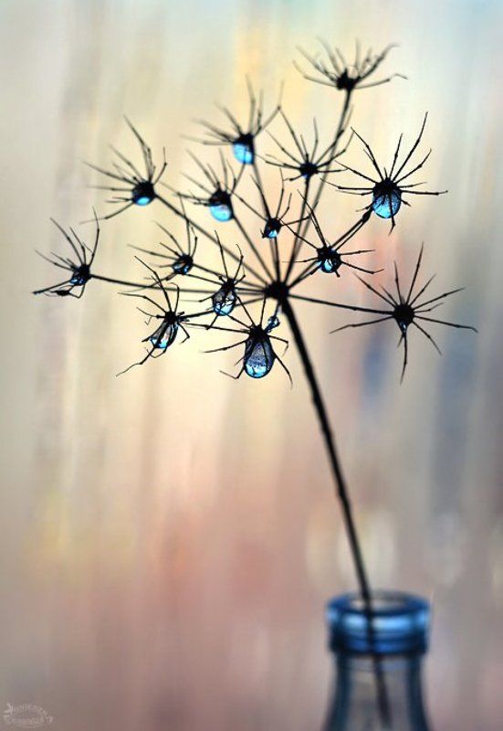 Pajączkiphoto preview