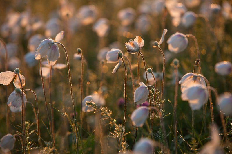 Анемоны, цветы, утро, солнечный свет, россия Анемоновое утроphoto preview