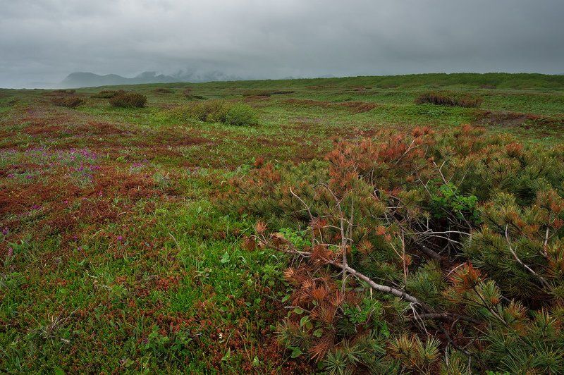камчатка, тундра, берег, лето, кедрач, тихий, океан, побережье, халактырка, халактырскийпляж photo preview