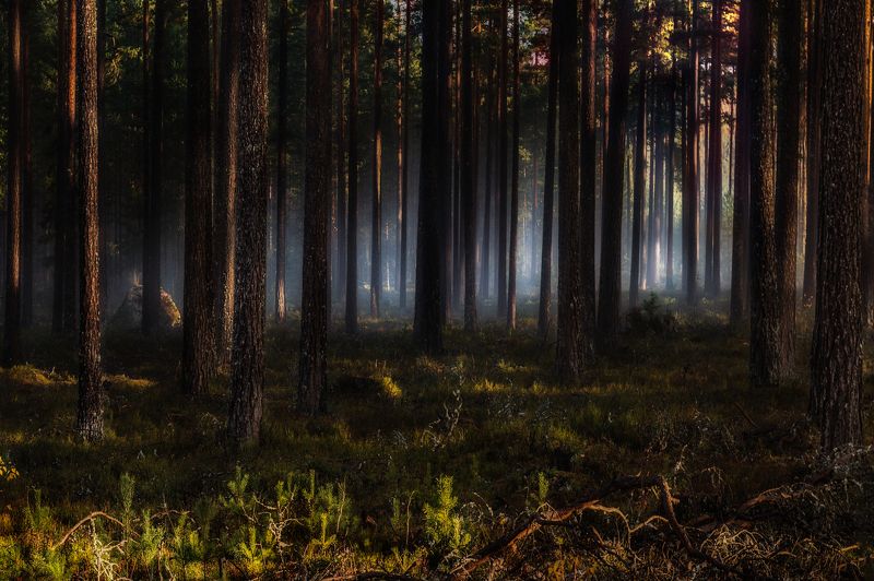 In the forest...photo preview