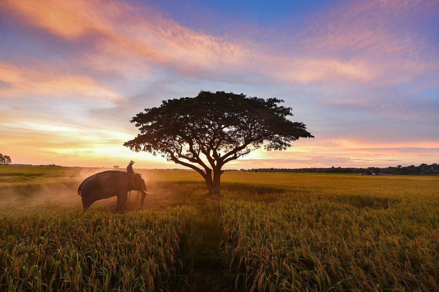 Автор: Saravut Whanset , Saravut Whanset