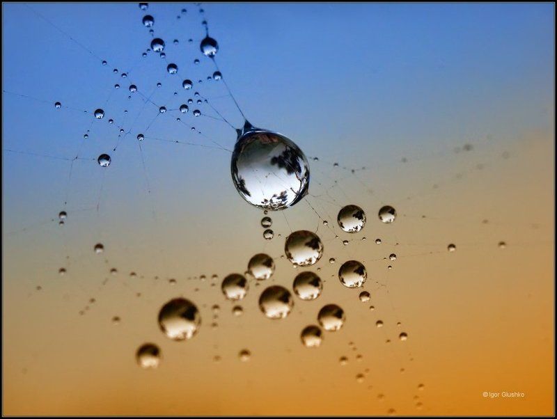 струны паутинка роса На струнах Вселеннойphoto preview