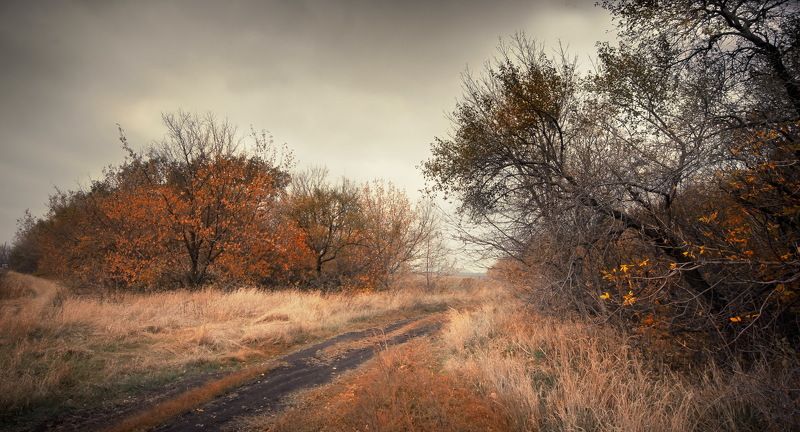 осень, лес, деревья, дорога, донецк, небо, облака, листья Донецкая осень фото превью