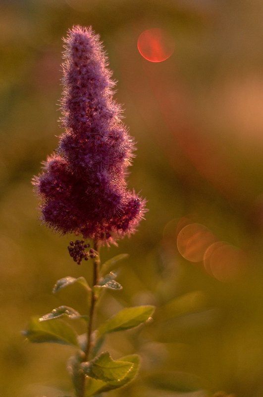 Цветокphoto preview