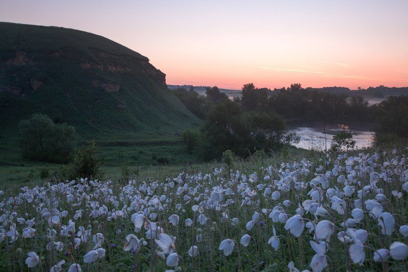 Россия, анемоны, цветы, утро, рассвет, солнечный свет, пейзаж, природа Анемоновое утроphoto preview