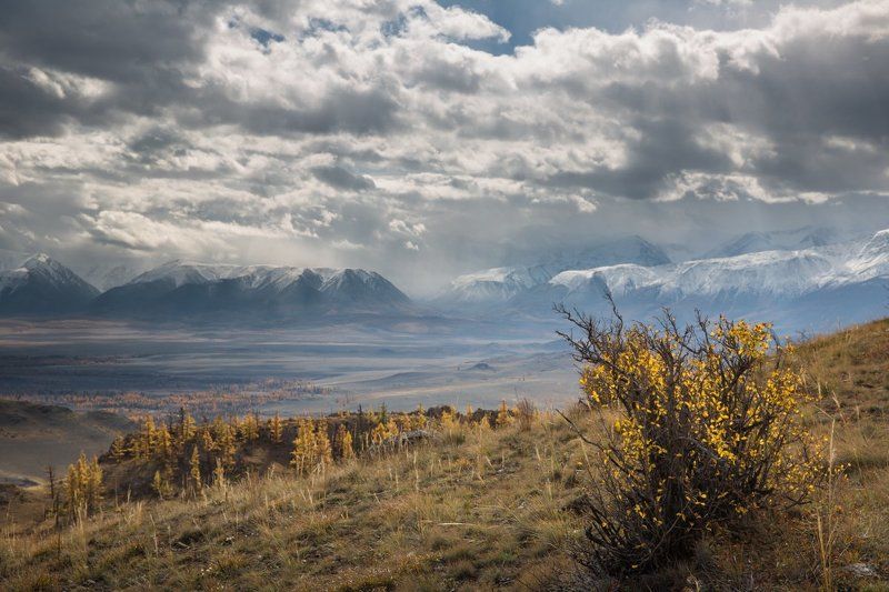 алтай, курайская степь, горы, лиственница, осень,  северо чуйский хребет, курайский хребет , река ,тучи, облака, золото, сентябрь, река чуя, Курайская степьphoto preview