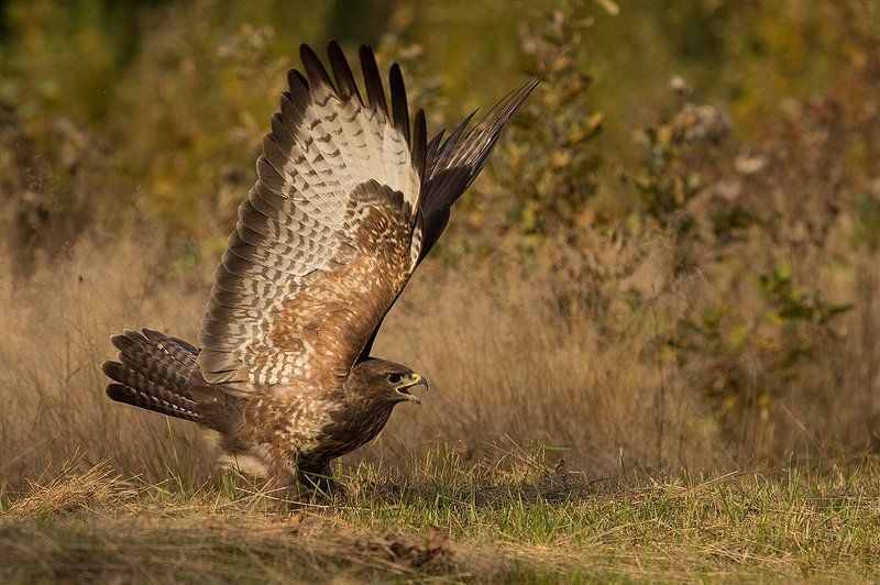 Крикphoto preview