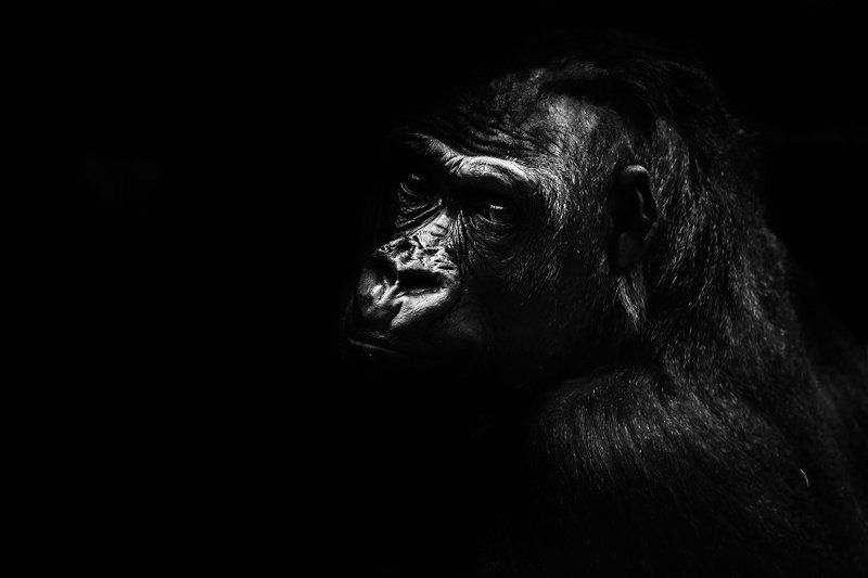 B&W ZOO animalsphoto preview