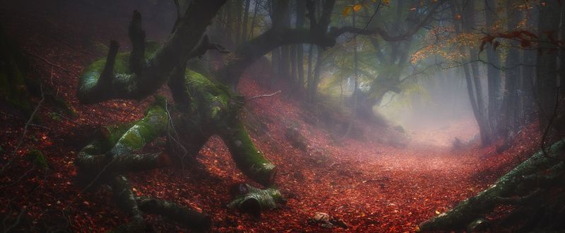 крым, демерджи, осень, лес, туман Затерянная дорогаphoto preview