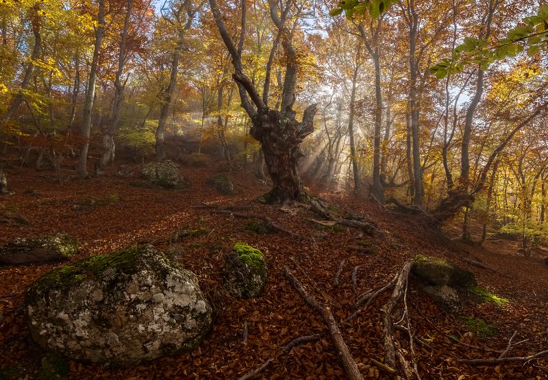 крым,буковый лес,туман Сказка букового леса.photo preview