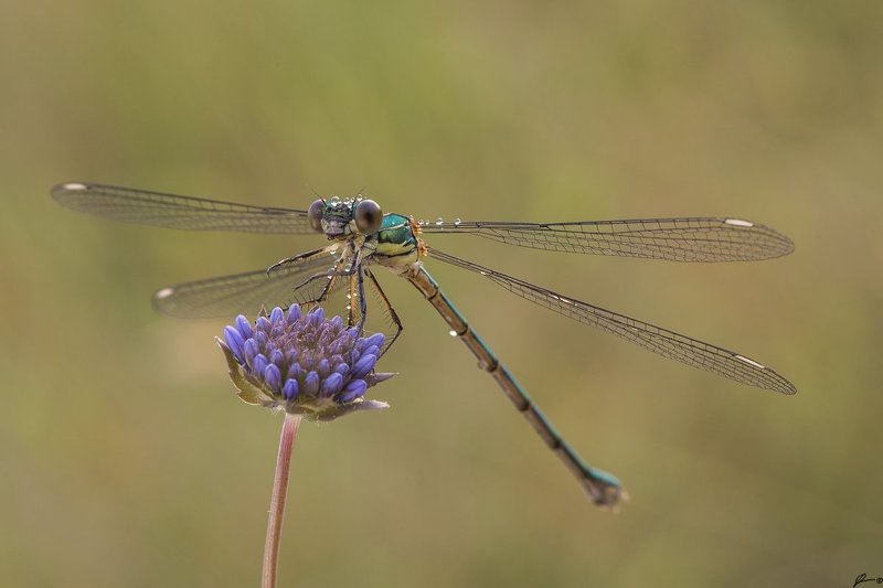 macro, makro, insect, wildlife, nature, Lestes viridisphoto preview