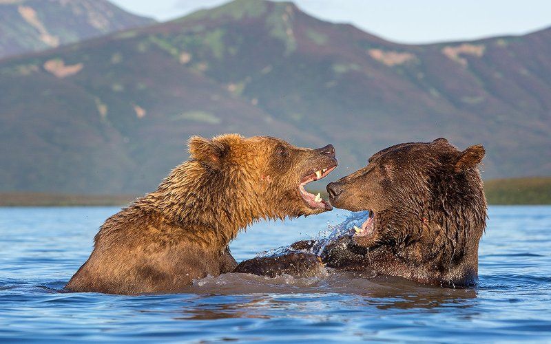 Камчатка, медведи Дорогая! Да не пил я пиво!!!!photo preview