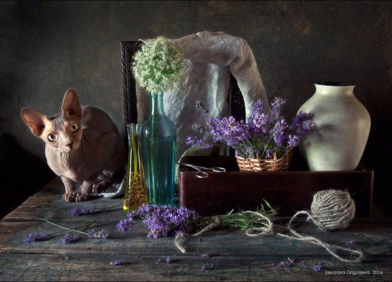 Кошка, Лаванда, Лето, Натюркотики, Сиреневый, Сфинкс Лавандаphoto preview