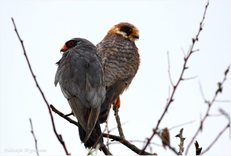 кобчик,  falco vespertinus Дождьphoto preview