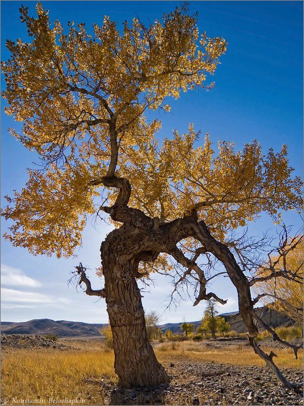 энты, реликтовые тополя, алтай В низком реверансеphoto preview