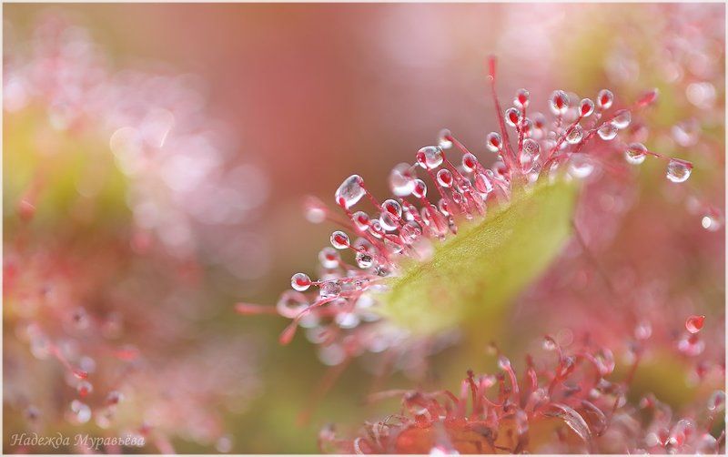 росянка, круглолистная,  drosera, rotundifolia Небезопасные капелькиphoto preview