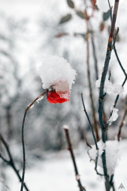 Зимняя шапкаphoto preview