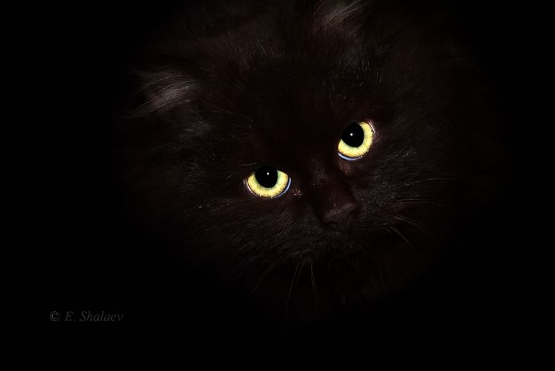 кот Бегемотphoto preview