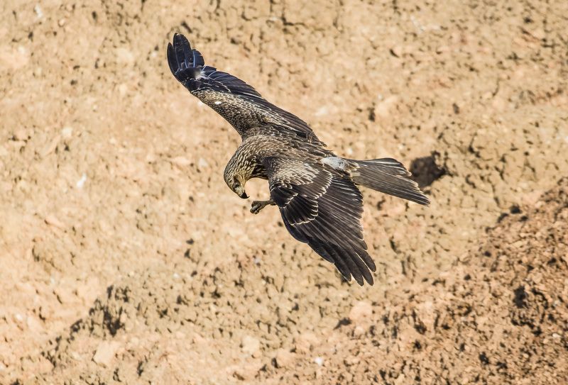 гурманphoto preview