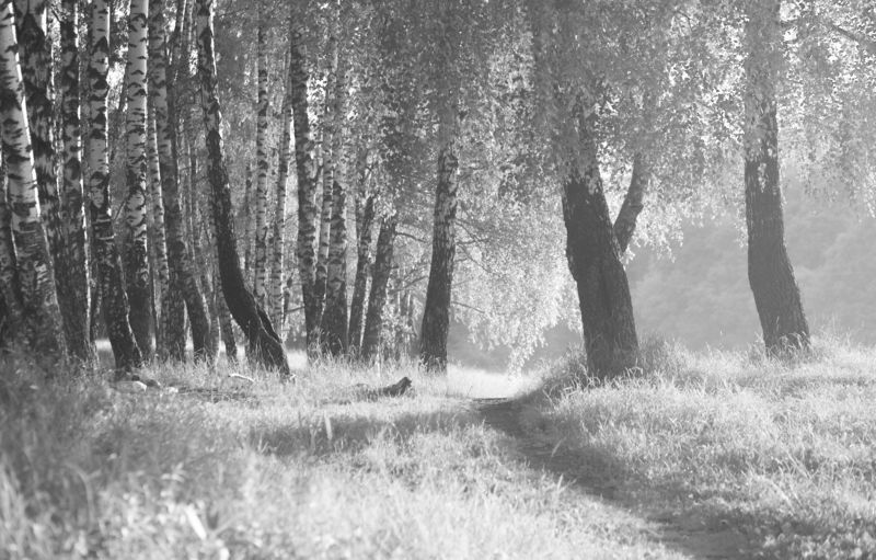 пейзаж, лес, деревья, черно-белое фото, landscape, forest, wood, black and white photo Косогорские красотыphoto preview