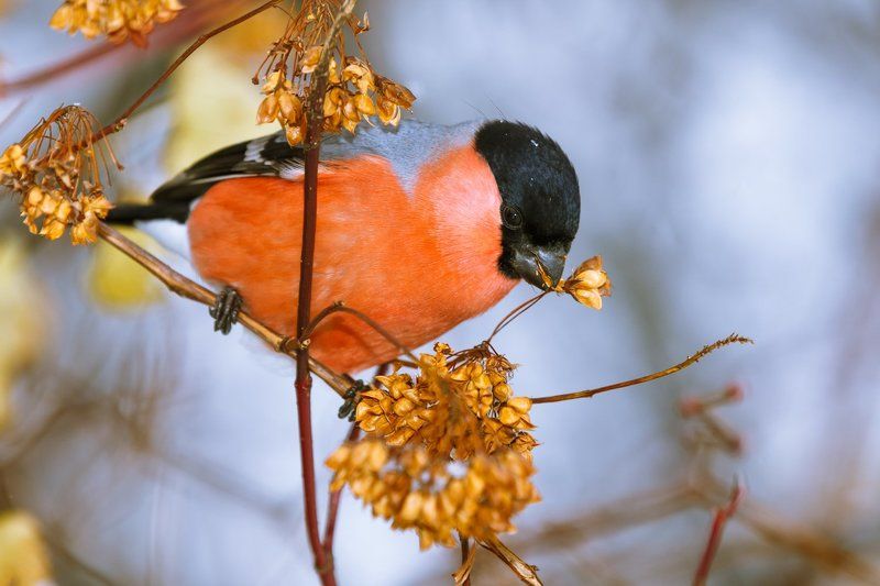 Зимнее настроениеphoto preview