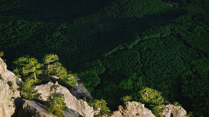 Хвойное одеяло Ялтинского парка фото превью