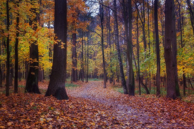 Осенняя симфонияphoto preview