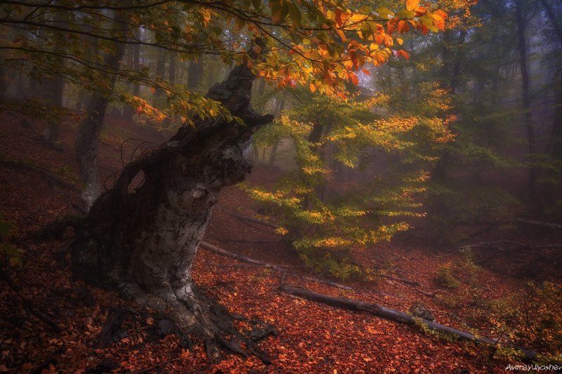 крым, демерджи, осень, лес, туман В лесной глубинеphoto preview