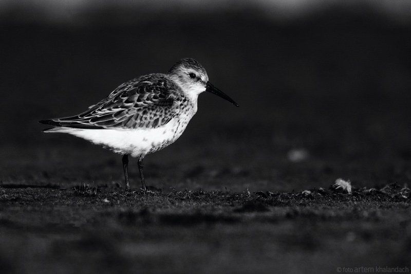 Куликphoto preview