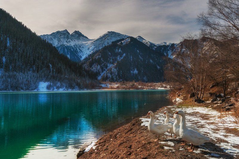 горы, осень, озеро, иссык, гуси Пейзаж с гусямиphoto preview