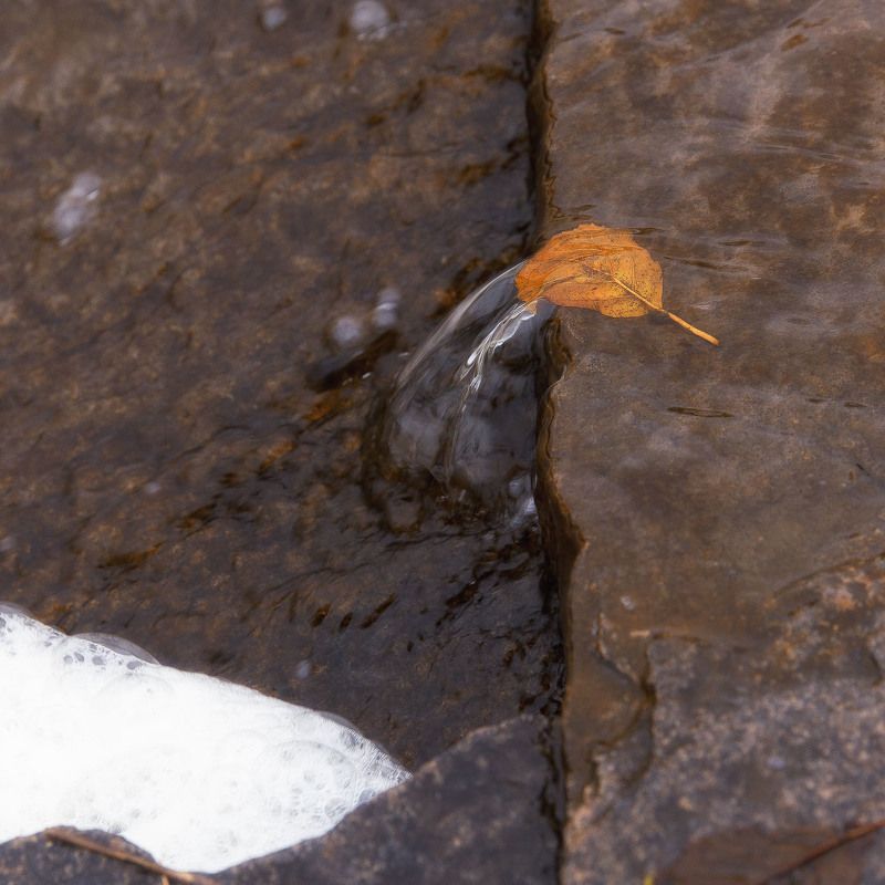 лист, борьба, вода, камень, течение Не сдаваться!photo preview