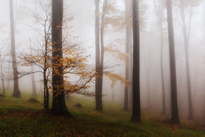 гора, лес, осень, туман Осень моя, люблю тебя!photo preview