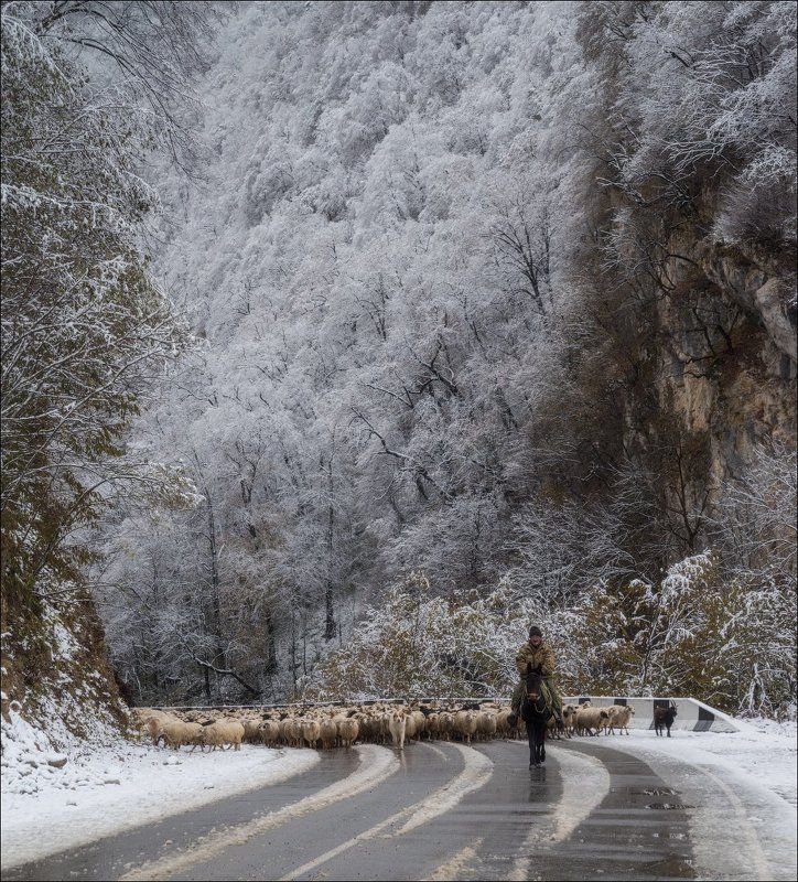 северная осетия, дигорское ущелье Чабан и его свитаphoto preview