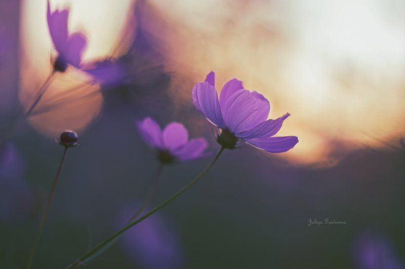 вспоминая летоphoto preview