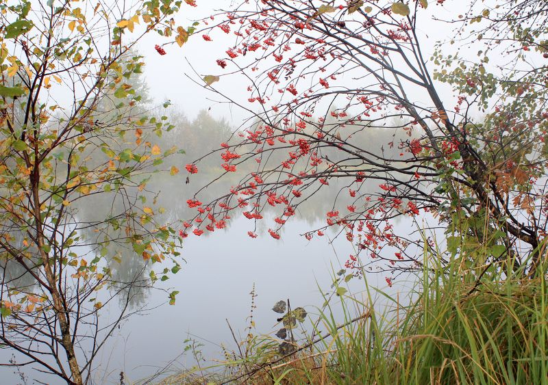 осень, туман , рябина *****photo preview