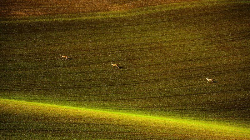 Прогулки по Моравииphoto preview