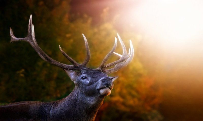 animals ....photo preview