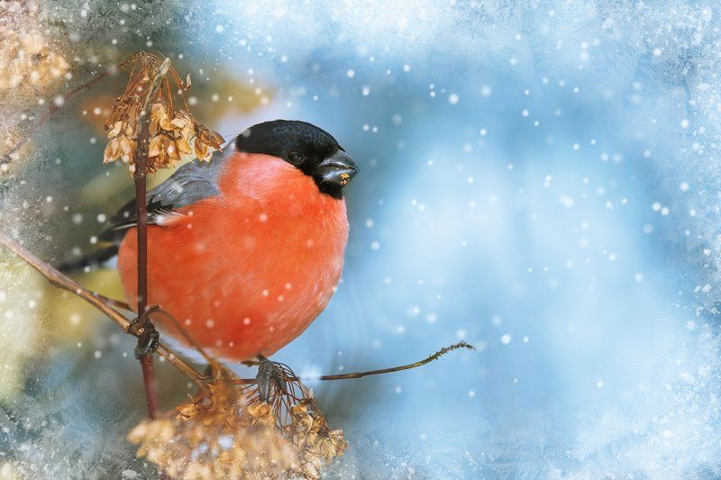 Открыткаphoto preview