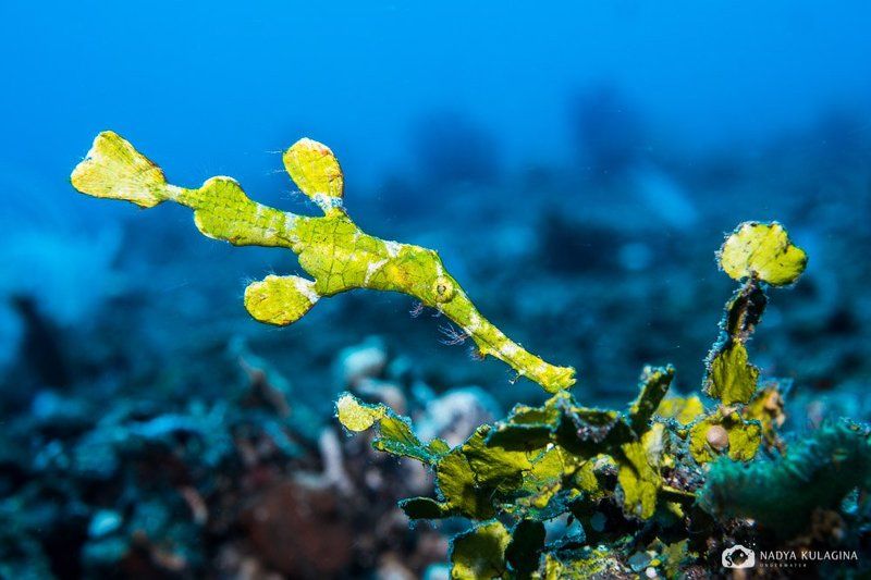 Мастера камуфляжа: халимедовый трубкорыл  (Solenostomus halimeda)photo preview