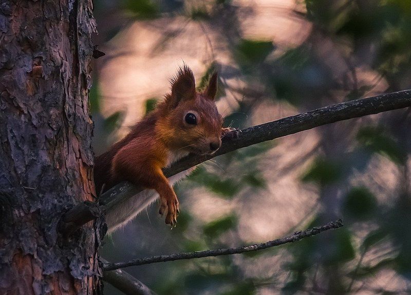 Ох усталаphoto preview