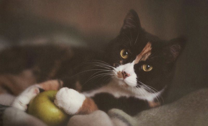 кошка, кошки Чилькаphoto preview