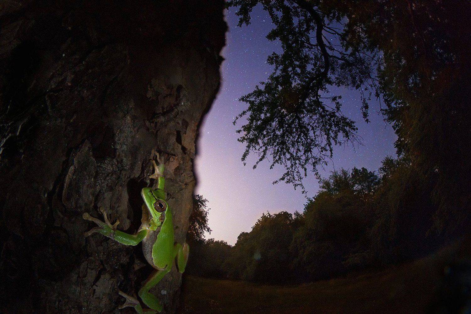 Древолаз. Автор: Никифоров Егор квакша, ночь, звезды, дерево, лягушка, Никифоров Егор
