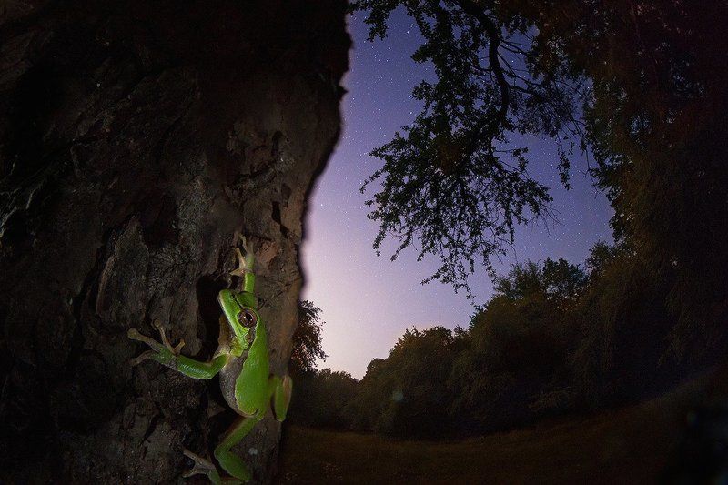 квакша, ночь, звезды, дерево, лягушка Древолазphoto preview