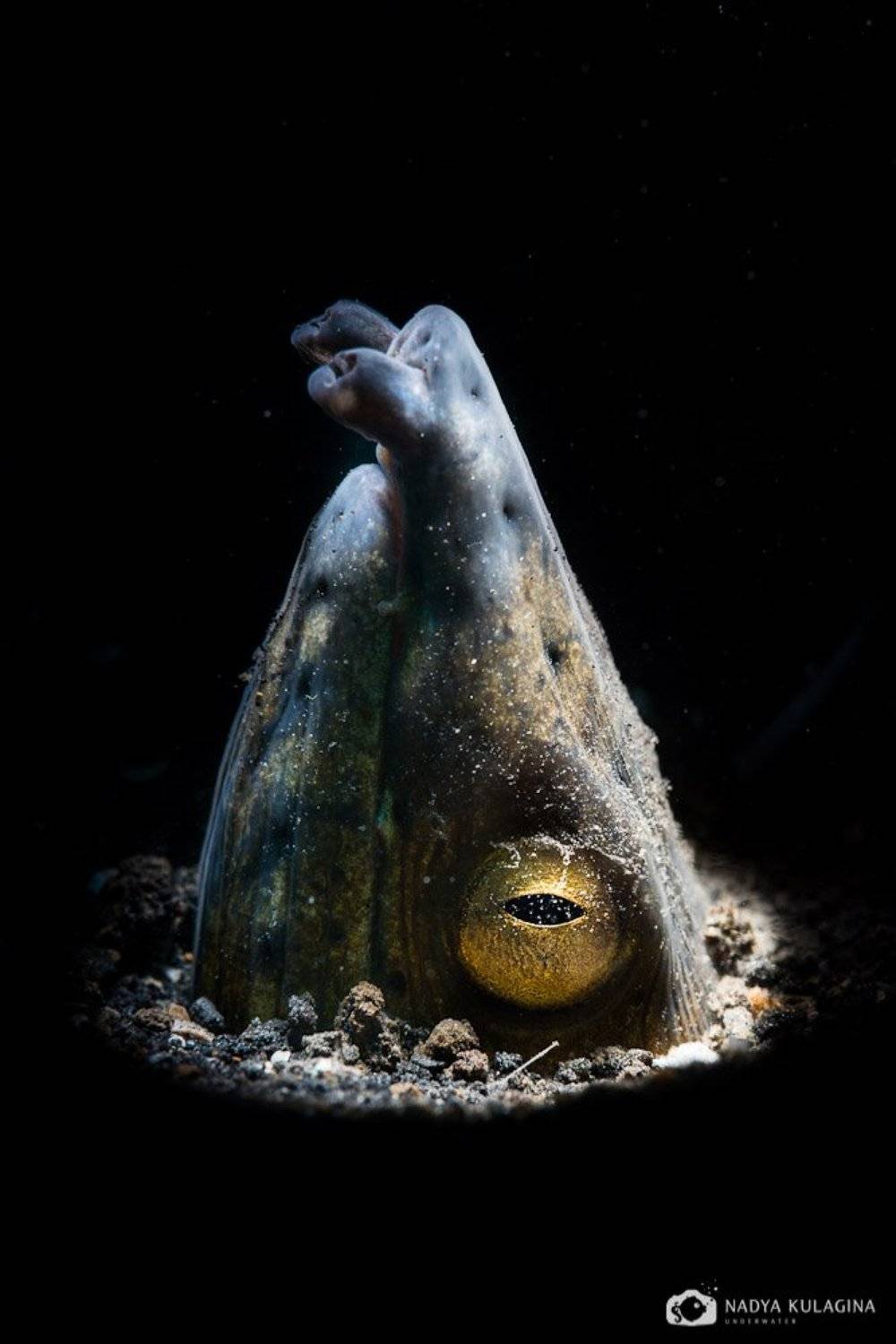 underwater, macro, shoot, swimming, diving,, Nadya Kulagina