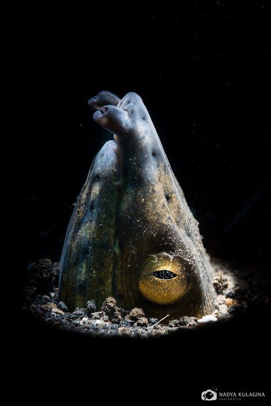 underwater, macro, shoot, swimming, diving, Всевидящийphoto preview