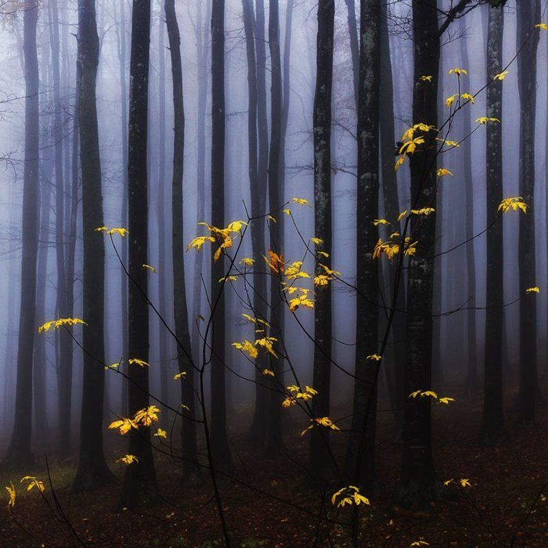 Танец золотой осени туман развеселилаphoto preview