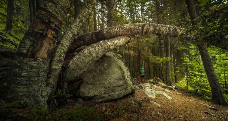 В лесах Карачаево-Черкессии фото превью