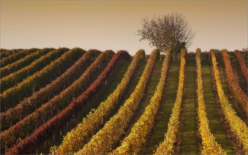 моравия..... photo preview