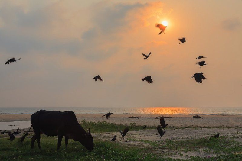 Корова вороны берег океан вечер закат солнце Обжигая крыльяphoto preview